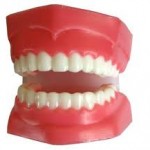 mô hình răng
